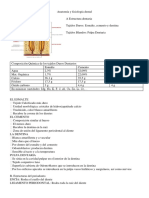 Anatomía y Fisiología Dental