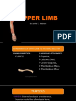 upper limb