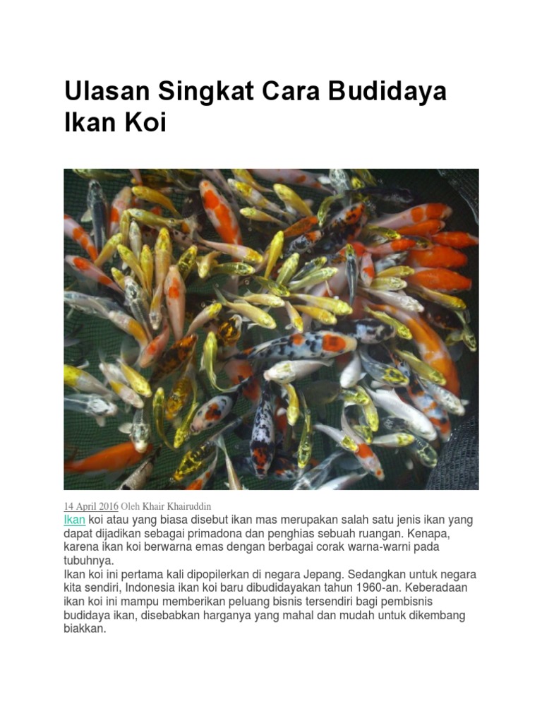 Ulasan Singkat Cara Budidaya Ikan Koi