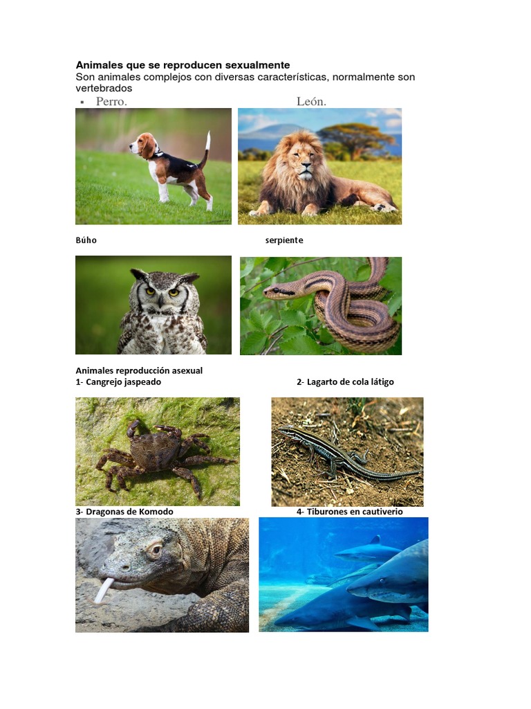 Qual A Principal Maneira Pela Qual Esses Seres Se Reproduzem