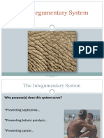 20161003-Integument and Its Derivatives-S2