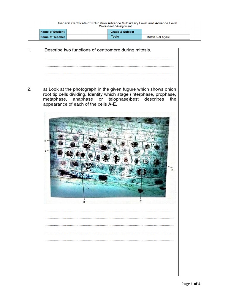 Worksheet As Level Mitotic Cell Cycle PDF