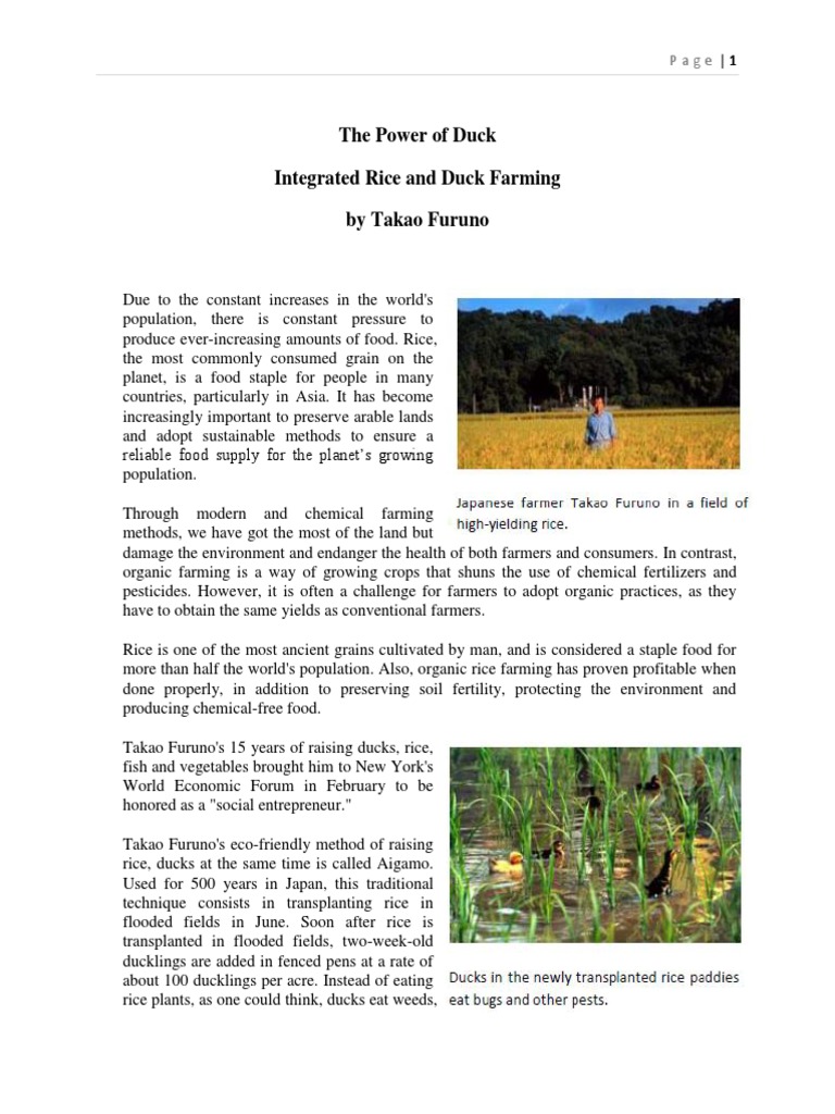 Aigamo: Integrated Rice-Duck Farming | PDF | Rice | Agriculture