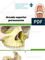 Anatomia Dental1 PDF