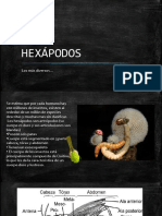 Phylum Artropoda-Subfilo Hexapoda