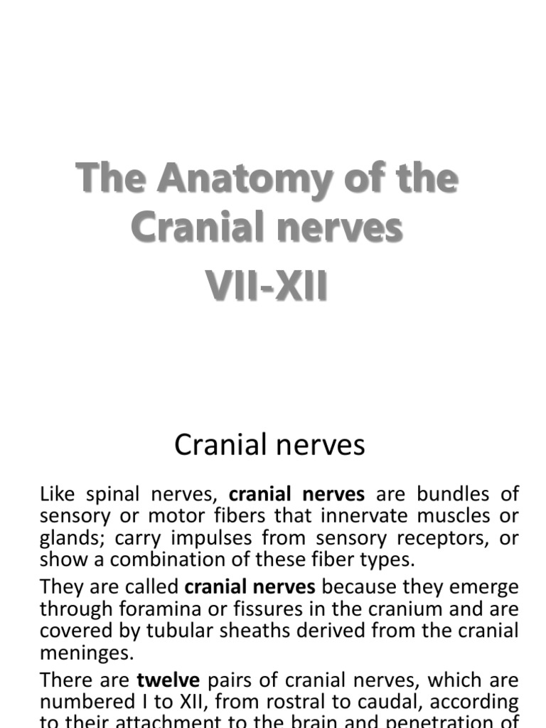 The Anatomy of The Cranial Nerves Vii-Xii | PDF | Vagus Nerve ...