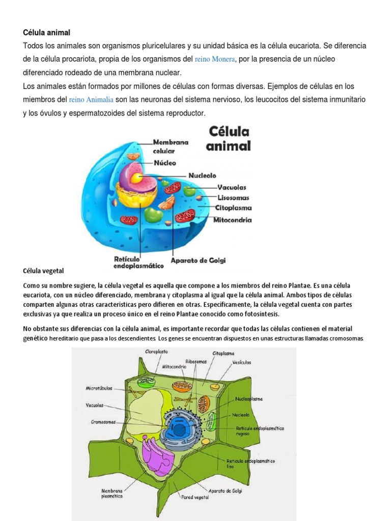Celula Animal Y Vegetal Docx