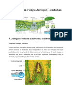 Struktur Dan Fungsi Jaringan Tumbuhan