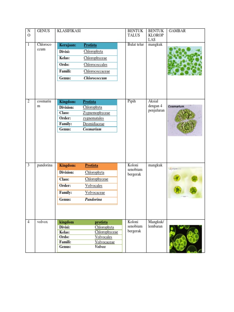 Algae Classification Guide | PDF