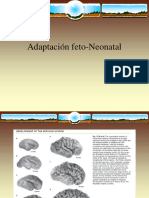 2017 Adaptación feto-Neonatal