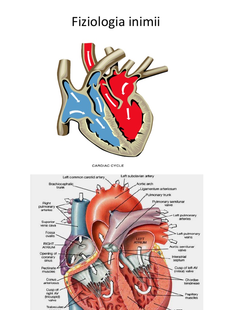 Fiziologia Inimii 1 | PDF