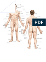Estructura Humana, Aparato Digestivo, Circulatorio, Respiratorio, Hardware y Sofeare, Windows 10