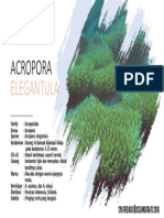 Acropora Elegantula