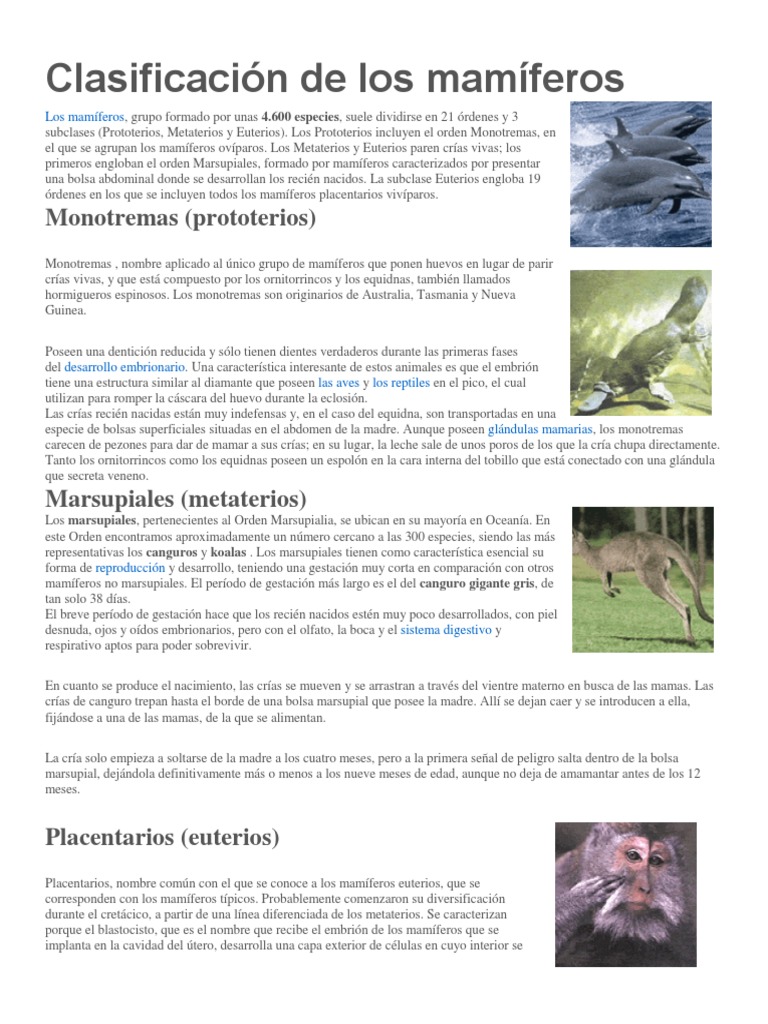 Clasificación de Los Mamíferos Marsupiales Mamíferos