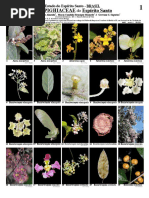 490 Malpighiaceae Do Espírito Santo