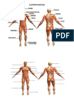 El Sistema Muscular2