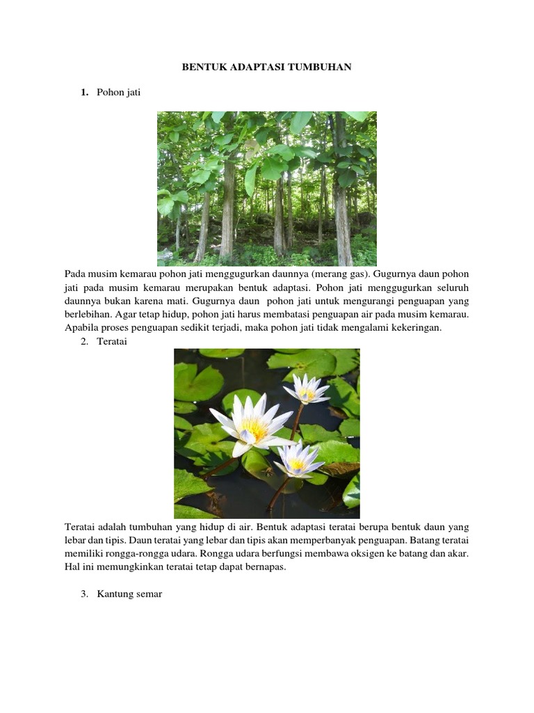Bentuk Adaptasi Tumbuhan Pdf