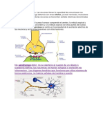 Función de Las Neuronas