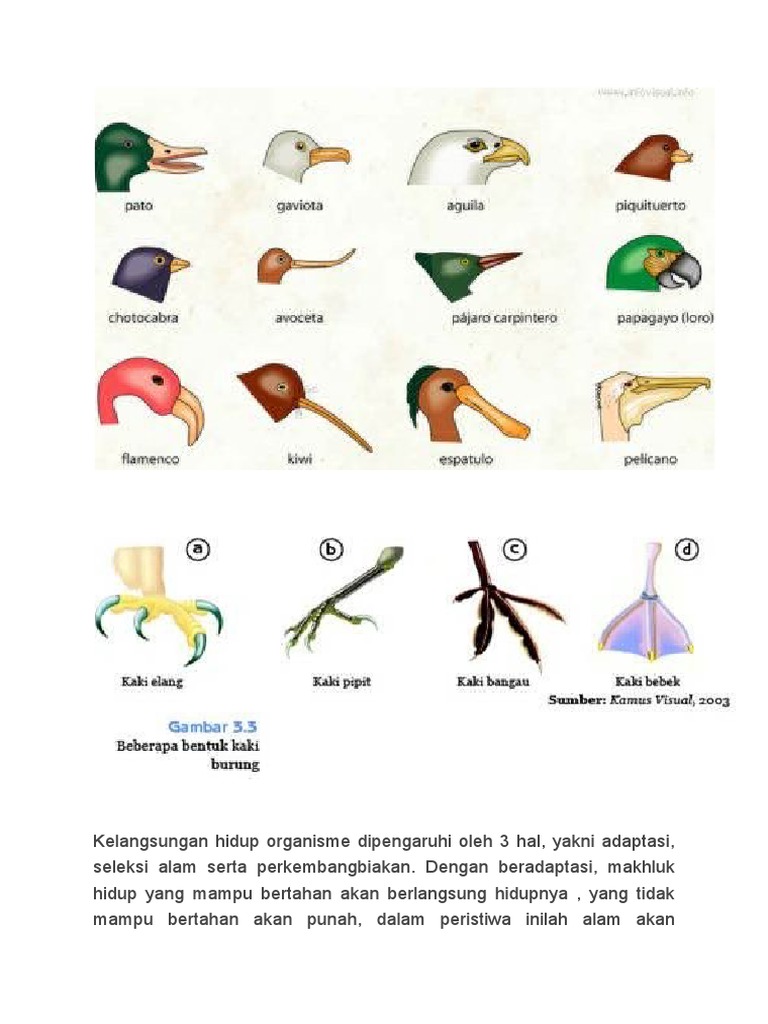 Adaptasi Hewan Pdf