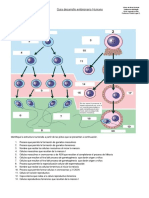 Guía desarrollo embrionarioL1.pdf