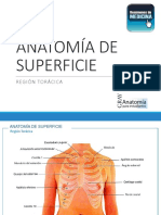 Anatomía de Superficie PDF