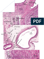 Práctica Histo Cardiovascular