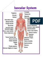 Body System