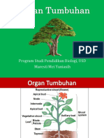 Organ Vegetatif Tumbuhan