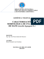 Caracterización Morfológica de La Líne 31 de Mani (Arachis Hypogaea L.)