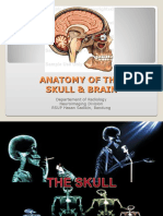 Anatomy of The Skull & Brain