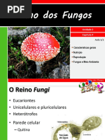 reino fungi