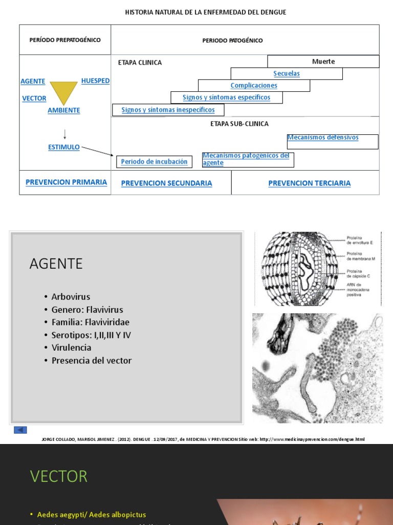 Historia Natural Del Dengue Sistema inmunológico Salud