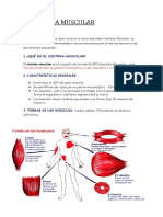 El Sistema Muscular