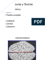 Anatomia RM.pdf