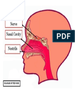 Olfactory Nerve Nasal Cavity Nostrils: Diagram of The Nose