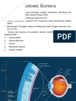 Anatomi Kornea