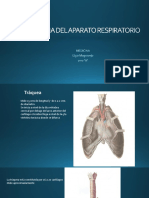 Anatomia Del Aparato Respiratorio