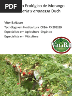 Manejo Ecológico de Morango 2014 - Cópia
