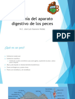 Anatomia-digestiva-de-los-peces-RECORTADO.pdf