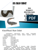 IKAN SIDAT