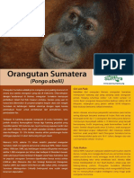 Orangutan Bahasa