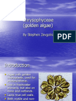 Golden Algae