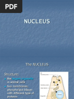 2nucleus.ppt