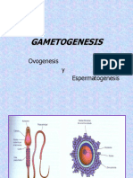 3.- gametogenesis 