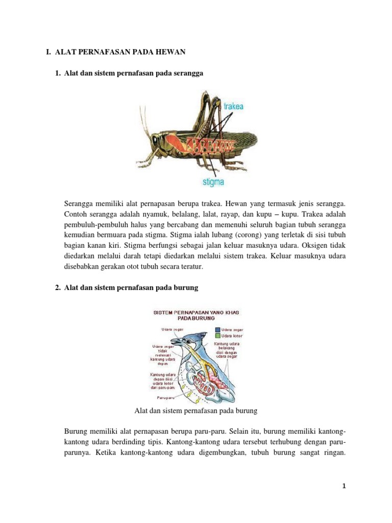  Alat  Dan Sistem  Pernapasan  Pada Hewan  Mamalia  Berbagai Alat 