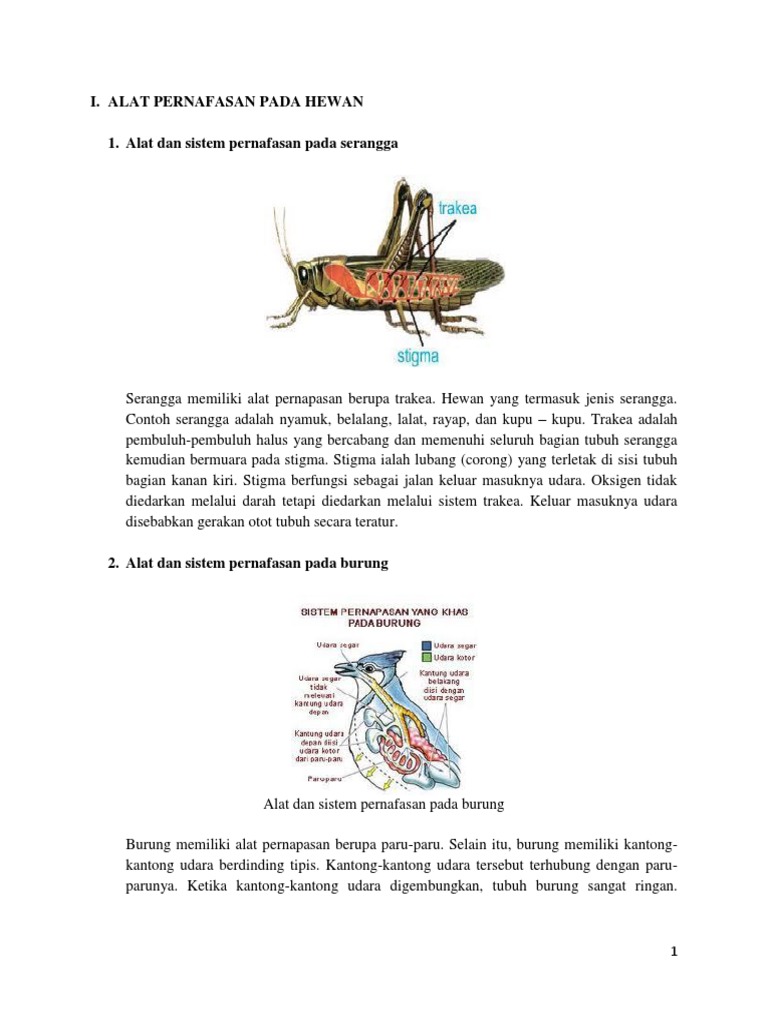 Tugas Putra Alat Pernafasan Pada Hewan