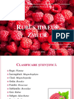 Rubus Malina