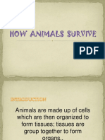 How Animals Survive