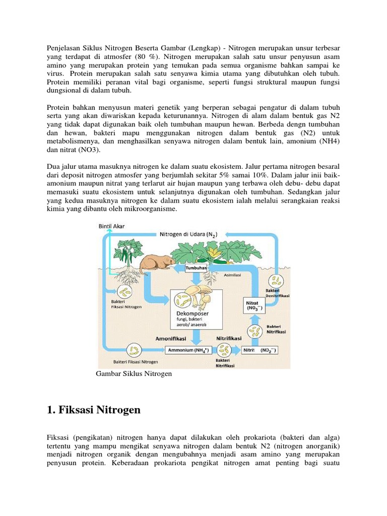 Gambar Siklus Nitrogen Beserta Penjelasannya Gambar Siklus Nitrogen Beserta Penjelasannya