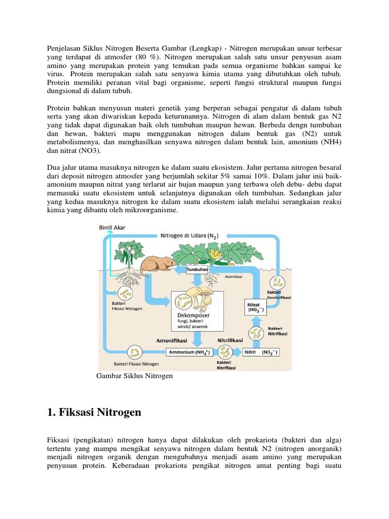 Gambar Siklus  Nitrogen  Beserta Penjelasannya